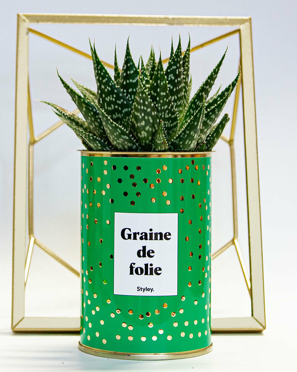 Plante facile à entretenir - graine de folie - cactus