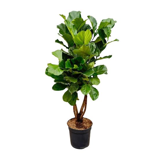 Ficus lyrata - plantes d'intérieur