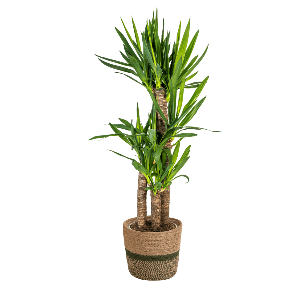 Yucca elephantipes avec cache-pot ø21cm - ↕90 - 110cm - plantes d'intérieur