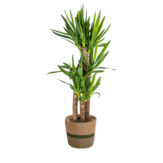 Yucca elephantipes avec cache-pot ø21cm - ↕90 - 110cm - plantes d'intérieur