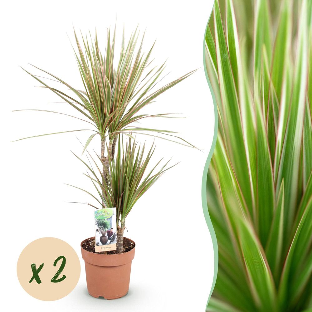 Dracaena marginata bicolor - arbre dragon - lot de 2 plantes - pot de 17cm - hauteur 70-75cm - plantes d'intérieur