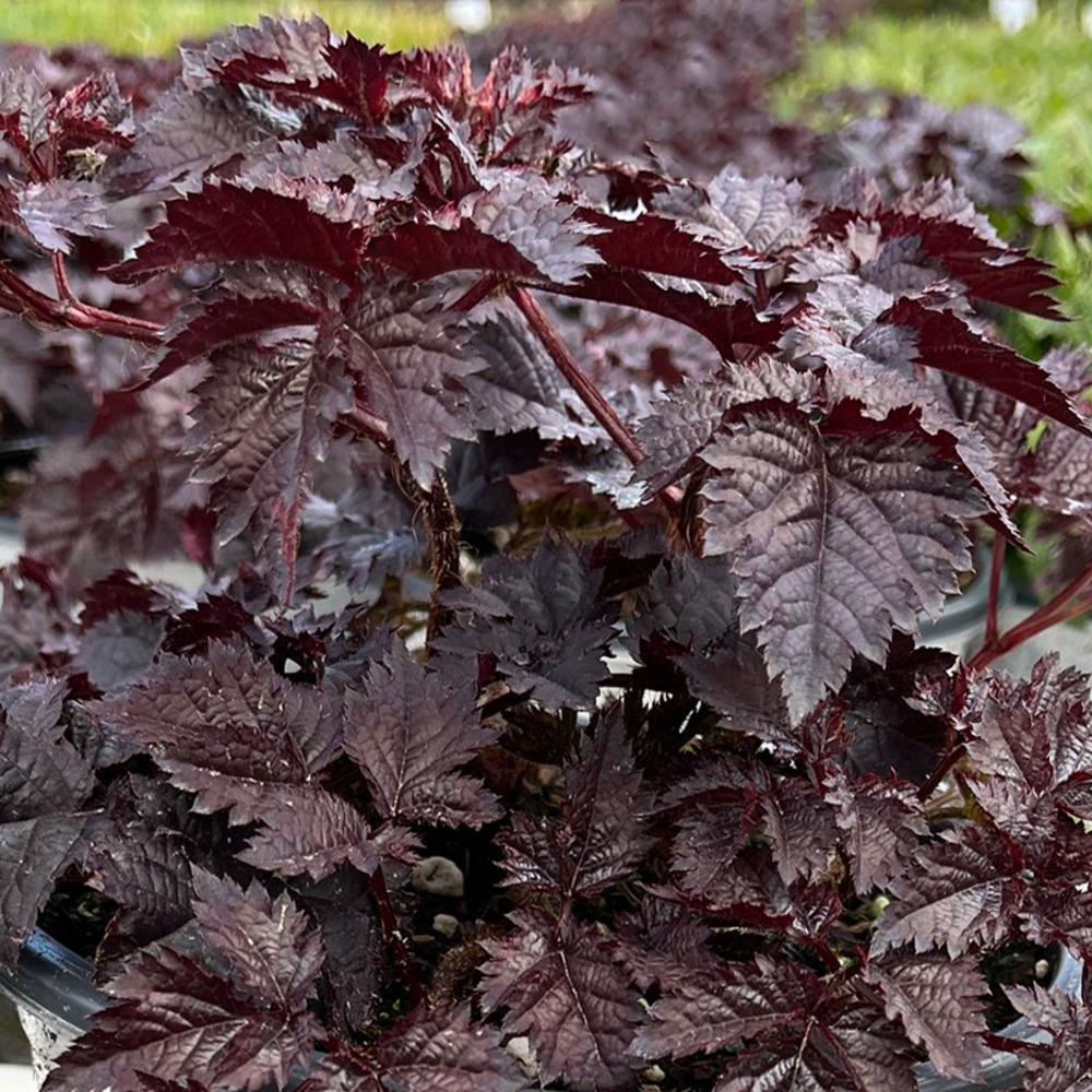 Astilbe 'dark side of the moon' godet de 8/9 cm