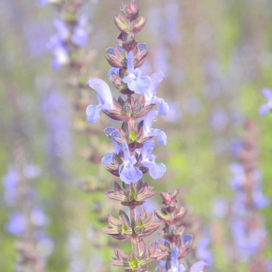 Sauge des bois blaukönigin lot de 9 godets