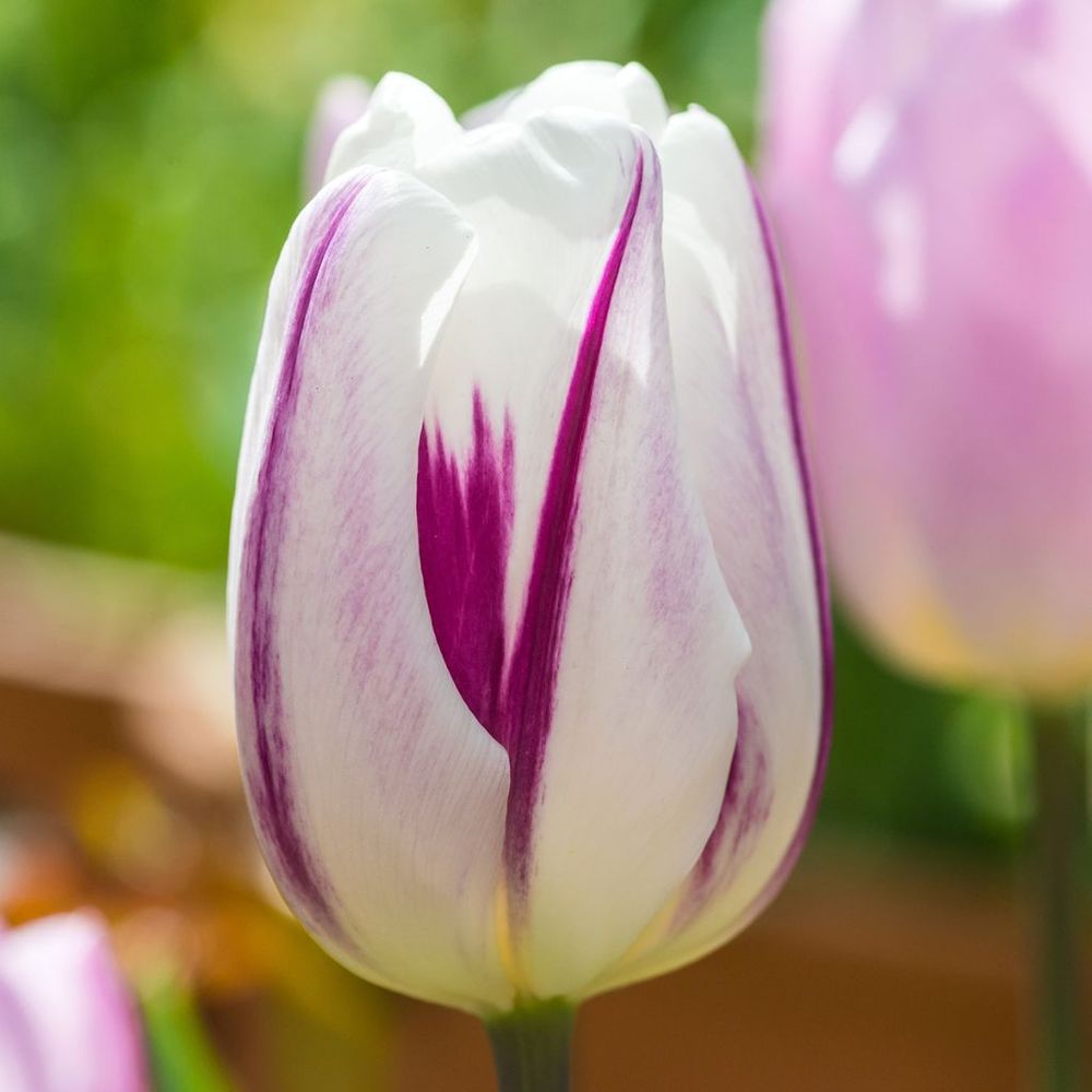 Tulipe triomphe 'flaming flag' bulbe calibre 11+ (par 10)