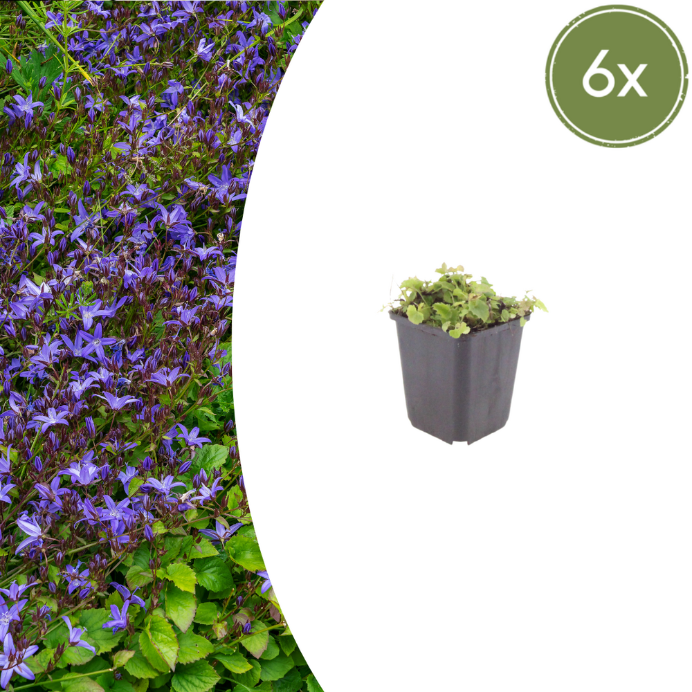 Lot de 6 - campanule des murailles (campanula poscharskyana) 'campanula poscharskyana'