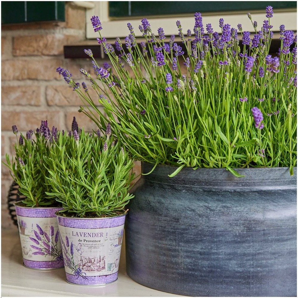 Trio de lavande angustifolia felice® et leur pot