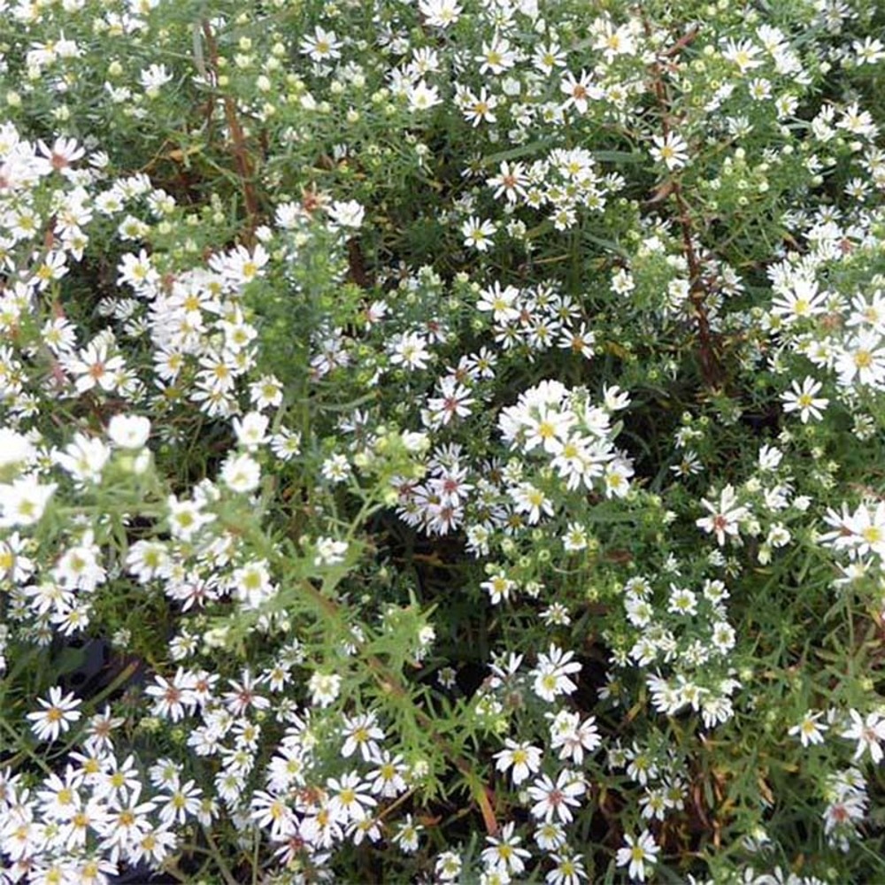 Aster ericoides 'schneetanne' godet de 8/9 cm