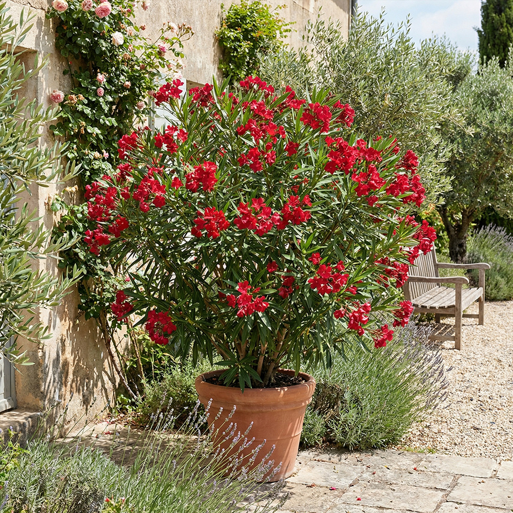 Laurier-rose (nerium oleander) - fleurs rouges - h. 80-100 cm