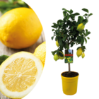 Citrus limon - citronnier arbre comestible fruitier - pot 19cm - hauteur 60-70cm