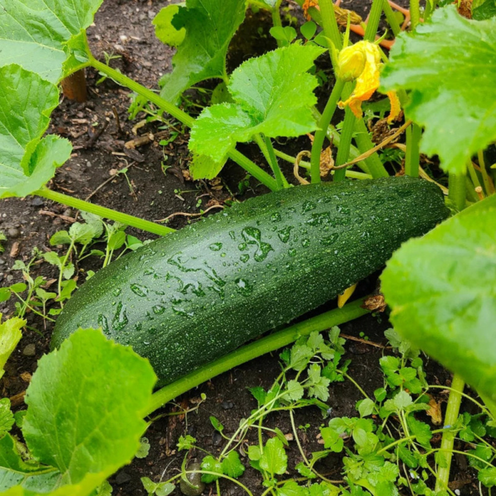 Plant de courgette kimber hf1 godet