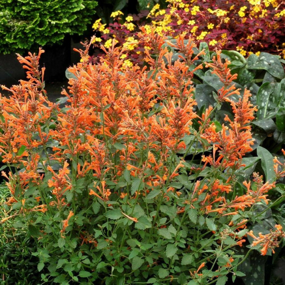 Agastache kudos mandarin® godet - 5/20 cm