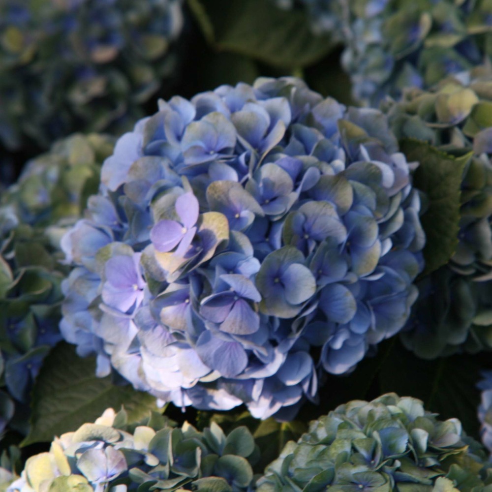 Hortensia 'mathilde gutges' pot de 2l/3l
