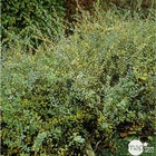 Salix caprea repens : c.4l 40-60