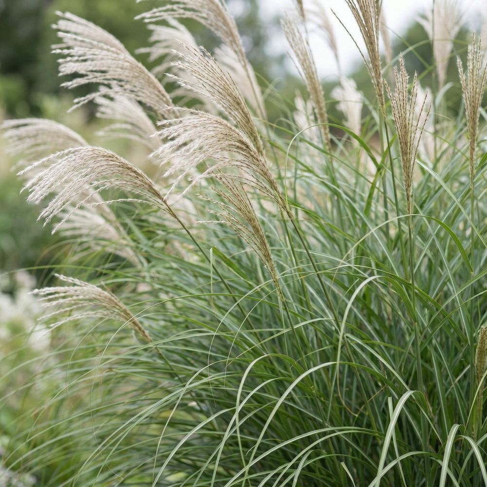 Roseau de chine 'gracillimus' - graminée ornementale - pot de 11cm - hauteur 25 cm - plante d’extérieur