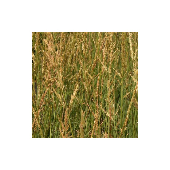 Molinie élevée windspiel godet - 5/20 cm