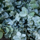 Eucalyptus baby blue, le pot / 1.5l / hauteur livrée 60-80cm