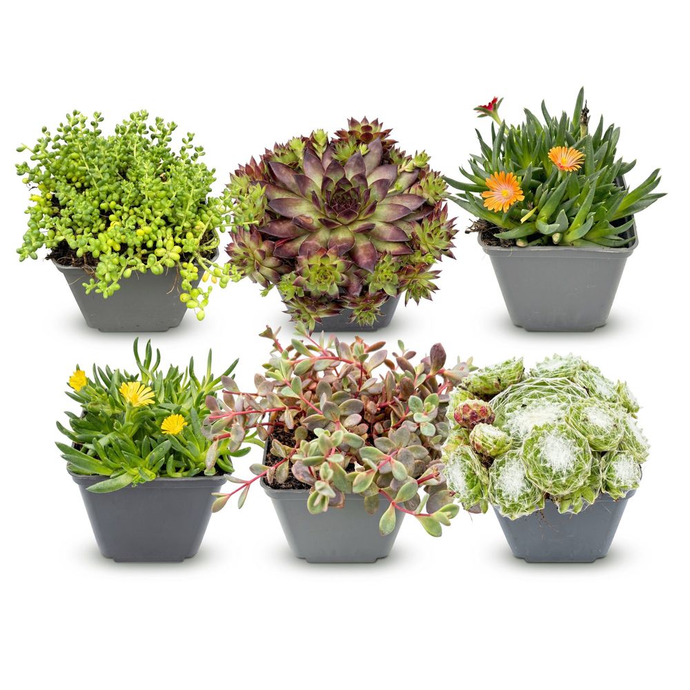 Mélange de plantes de rocaille - couvre-sol vivace tapissant - lot de 6 - pot 7 cm - hauteur 10-12 cm
