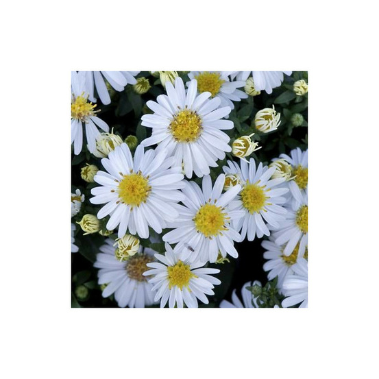 Aster d'automne niobe, aster dumosus godet - 5/20 cm