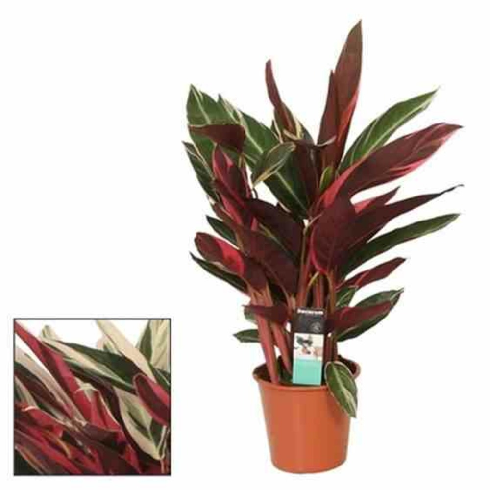 Stromanthe sanguinea (calathéa plume de paon triostar, calathéa tricolore, plante paon triostar) pot de 5 litres ? 60/80 cm