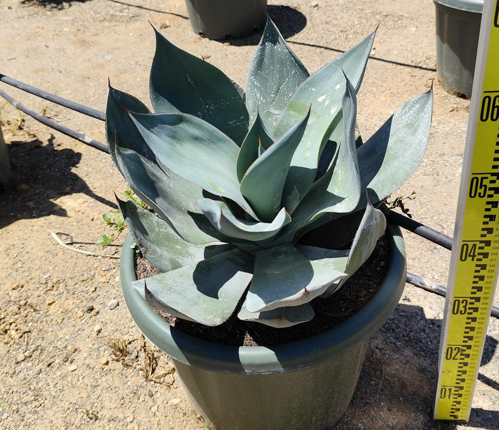 Agave celsii 'nova' pot de 20l - 50/60cm