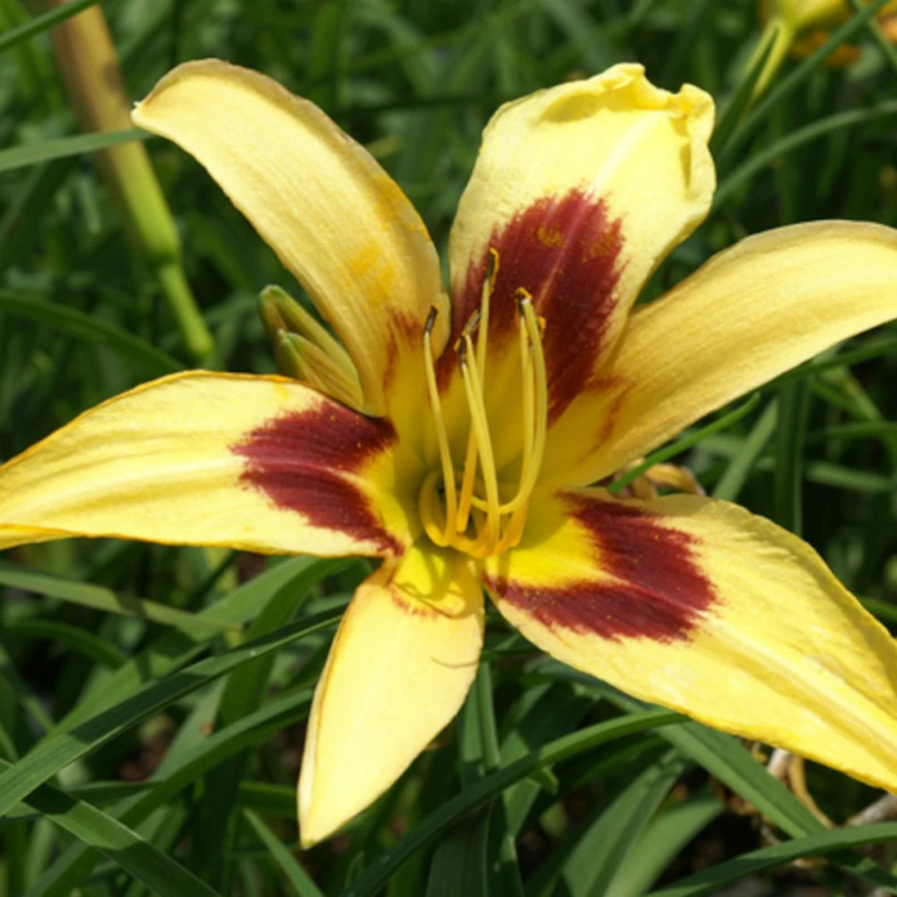 Hémérocalle spectacular lot de 3 godets