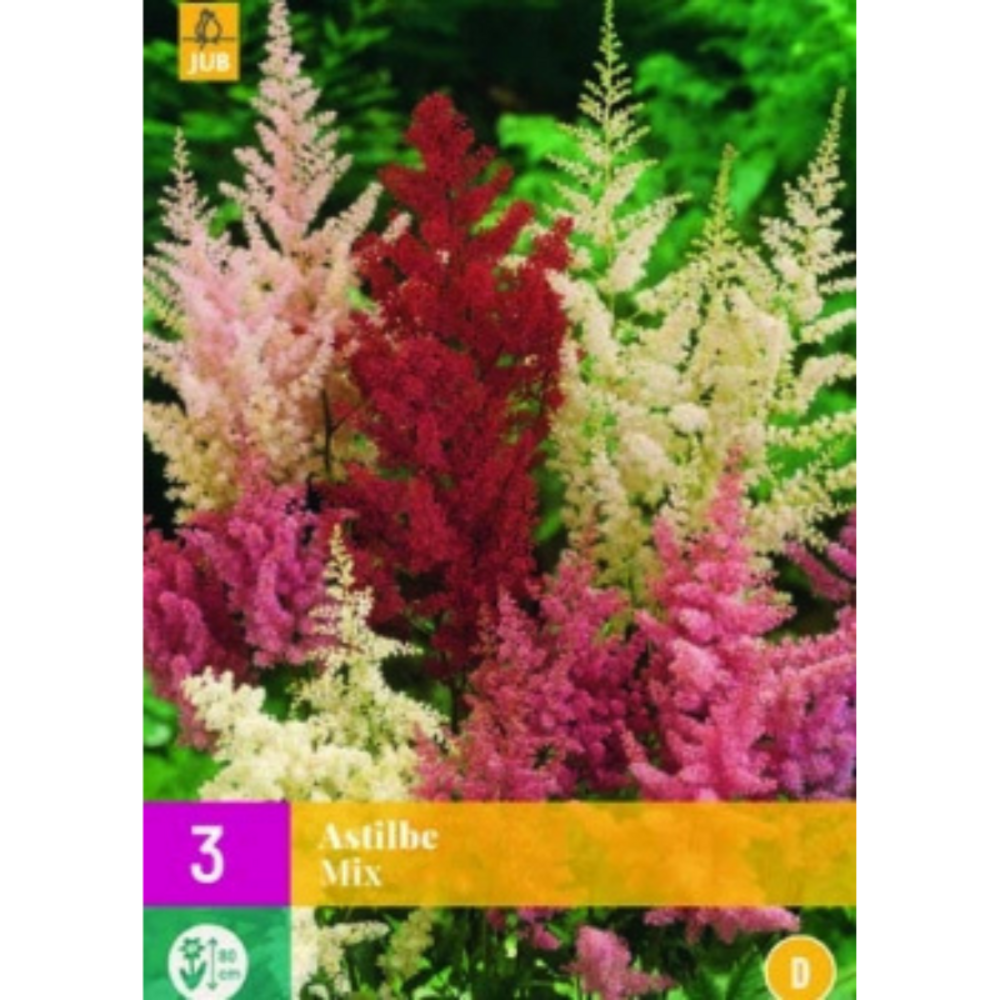 3 bulbes astilbes mix multicolore