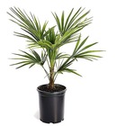 Trachycarpus fortunei - palmier d'asie - pot 15cm - hauteur 35-45cm