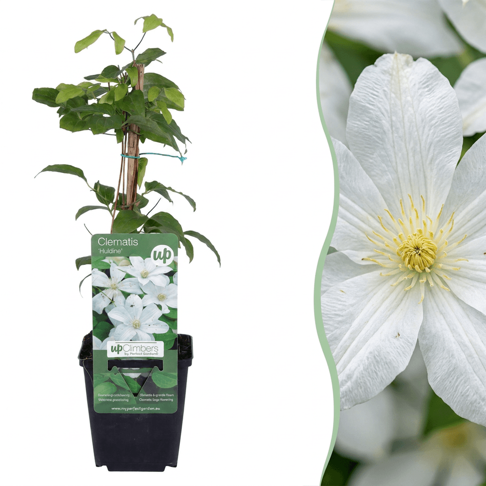 6x clématite 'huldine' - blanc - grimpante - ø9cm - ↕35cm - plante d’extérieur