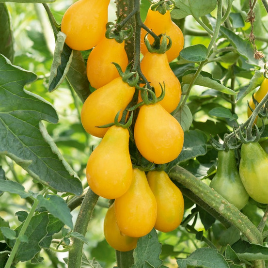 3 plants de tomate cerise yellow pearshed - les 3 plants / ø 10.5cm