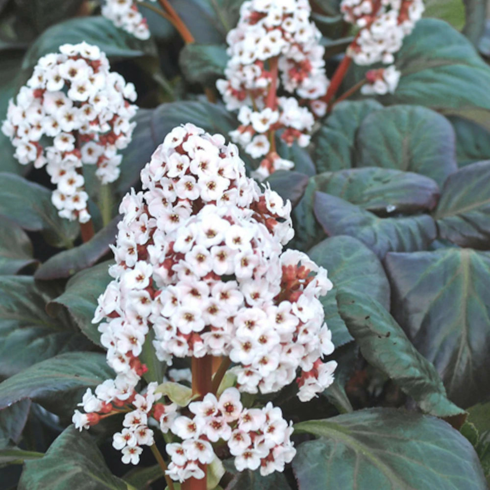 Bergénia bach lot de 3 godets