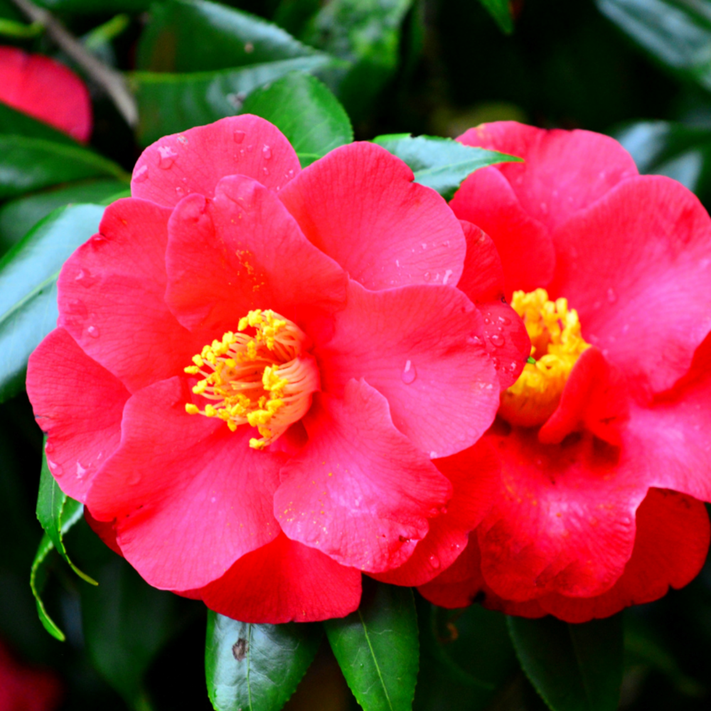 Camélia du japon rouge - camellia japonica rood 80/100cm