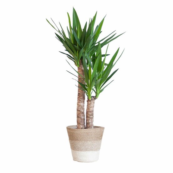 Yucca elephantipes et son pot panier blanc - hauteur 90cm