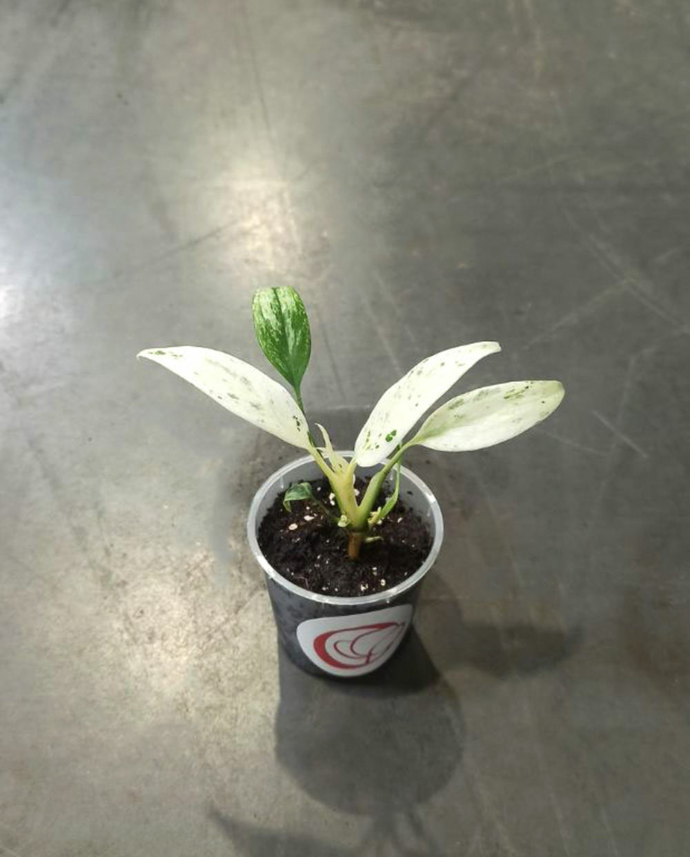 Rhaphidophora puberula variegata d. 8cm h. 10cm - plante d'intérieur