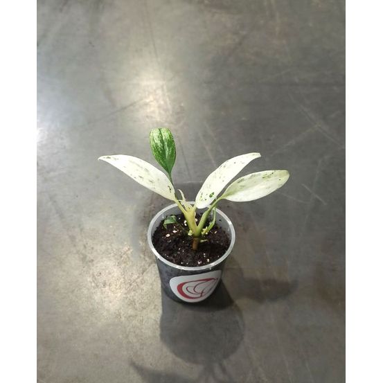 Rhaphidophora puberula variegata d. 8cm h. 10cm - plante d'intérieur