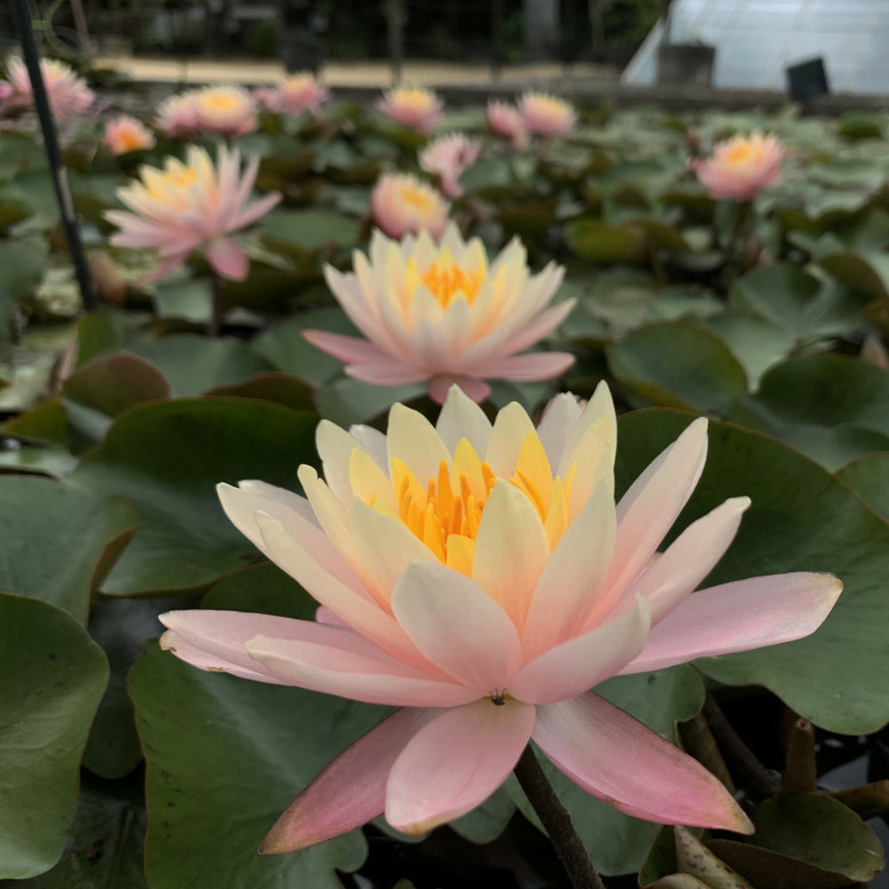 Nymphaea 'barbara dobbins' - nénuphar mature en racines nues