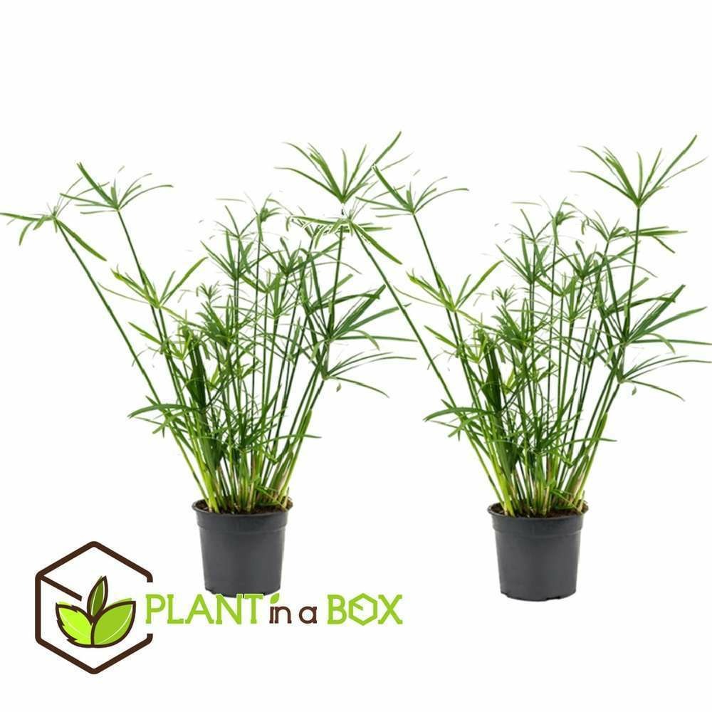 Set de 2 Papyrus Cyperus - pot ⌀14cm - H.50-60cm | Truffaut