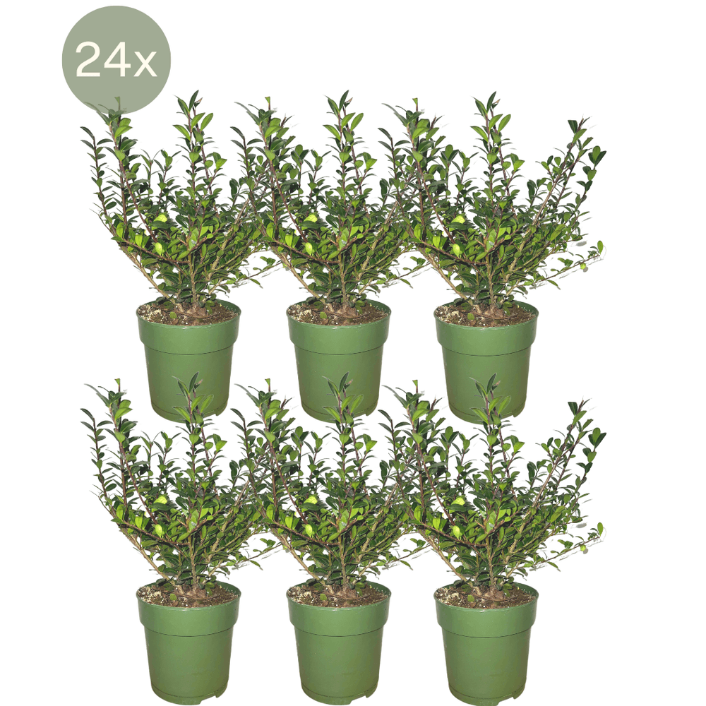 24 x ilex crenata 'jenny' - plante d'extérieur