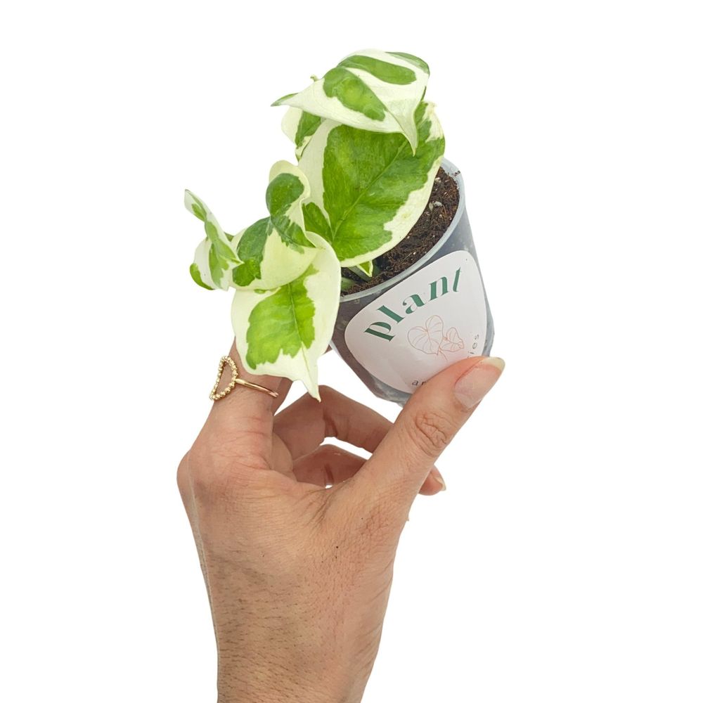 Epipremnum n'joy - pot de 6cm - plantes d'intérieur