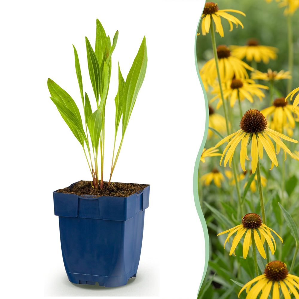 Échinacée paradoxa - h 15-25 cm, pot ø11 cm