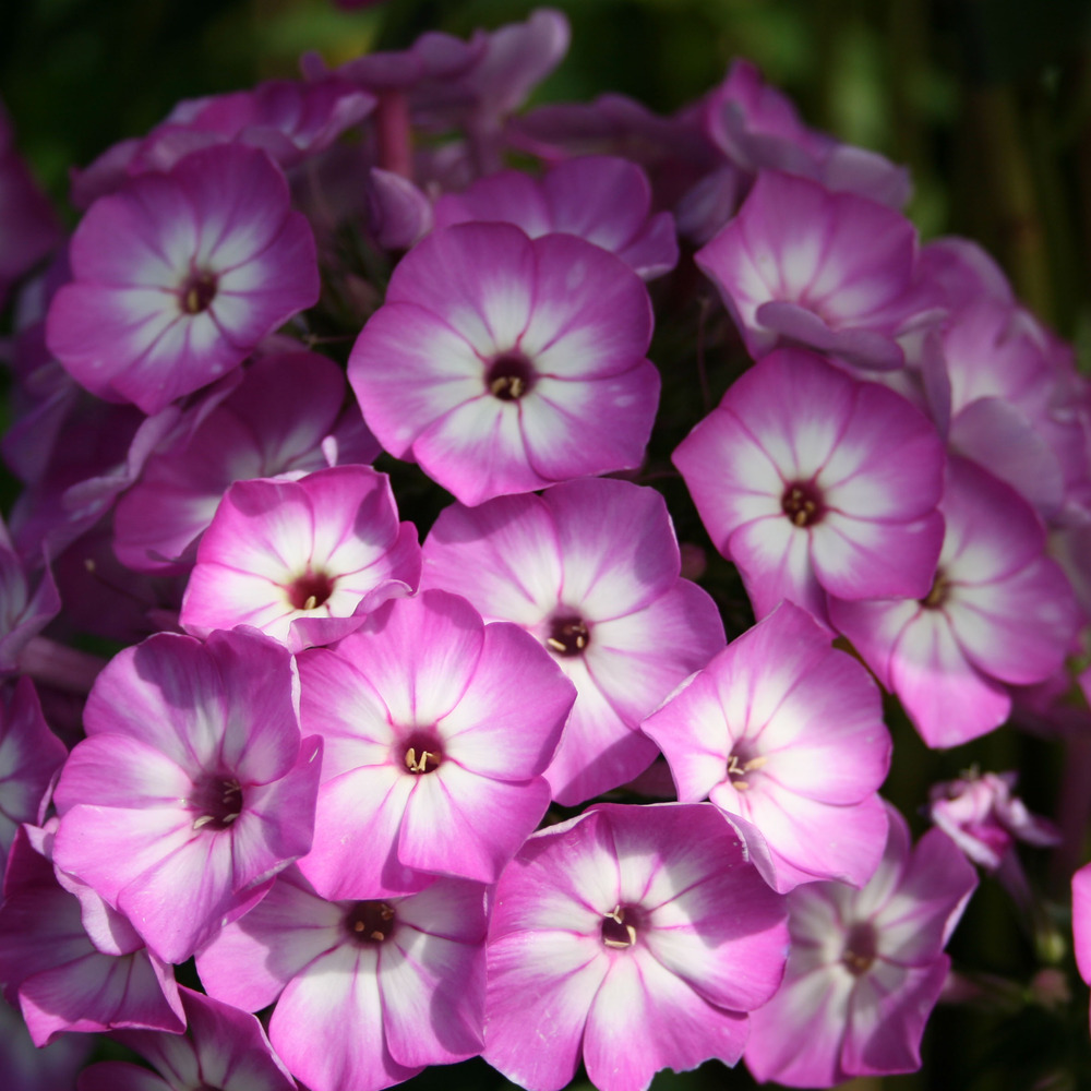 Phlox 'purple eye flame' godet de 8/9 cm