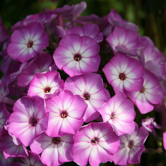 Phlox 'purple eye flame' godet de 8/9 cm