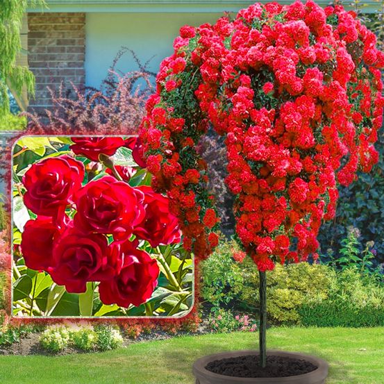 Rosier sur tige scarlet - 120 cm - pour pots et pleine terre - idéal pour balcon, terrasse, petit jardin
