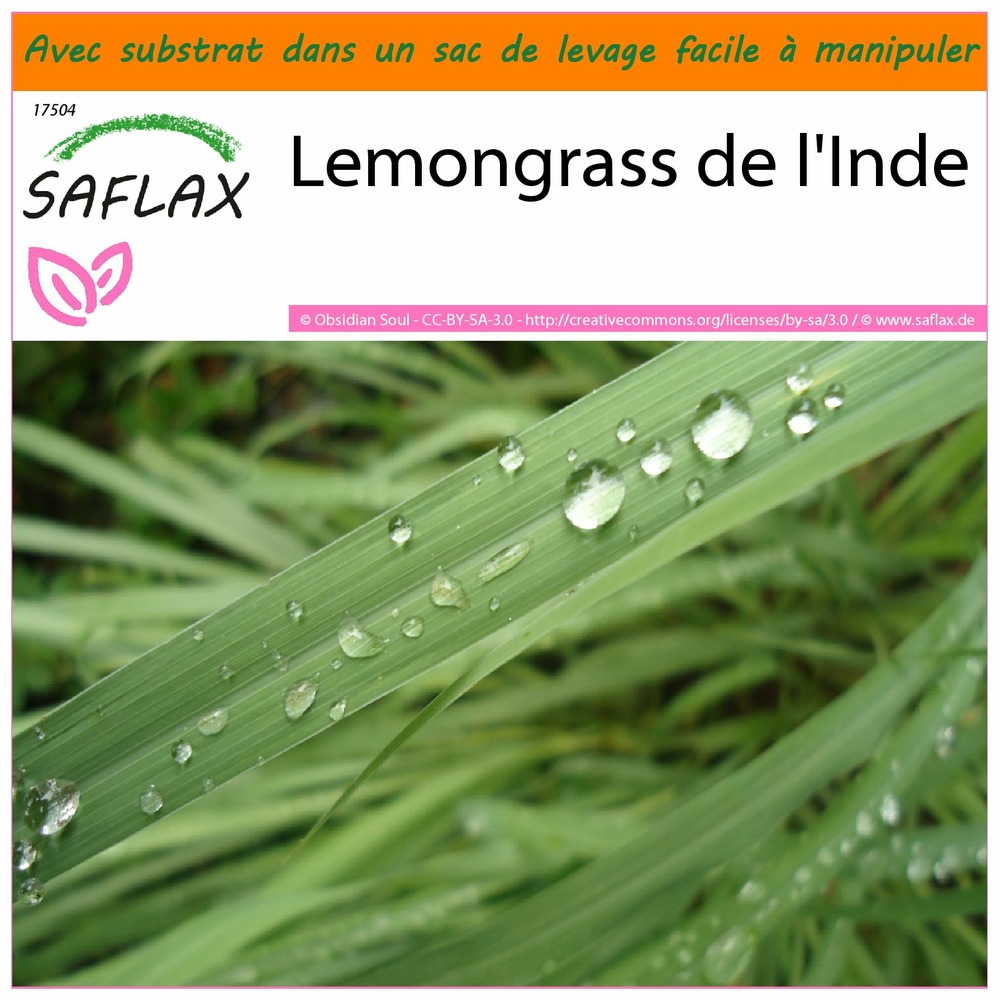 Garden in the bag - lemongrass de l'inde - 50 graines - cymbopogon flexosus