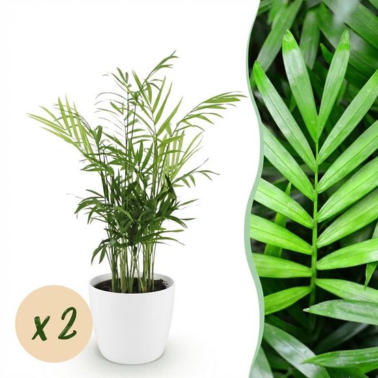 Chamaedorea elegans - pet-friendly - pot de 12cm - hauteur 15cm - plantes d'intérieur