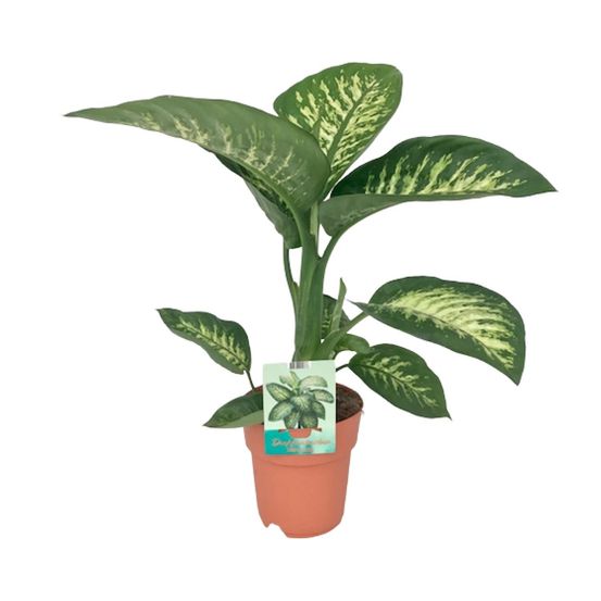 Dieffenbachia seguine tropic snow - ø19cm - ↕70cm - plantes d'intérieur