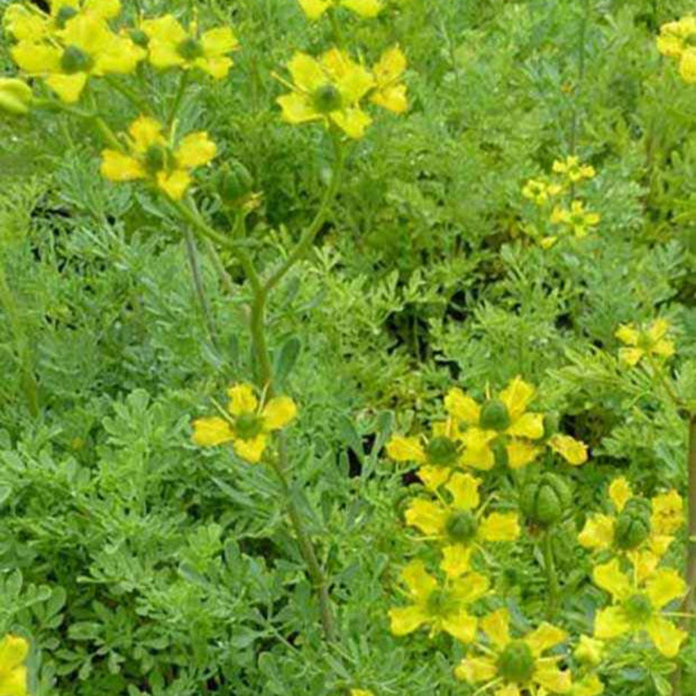 Rue des jardins - le pot / ø 9cm