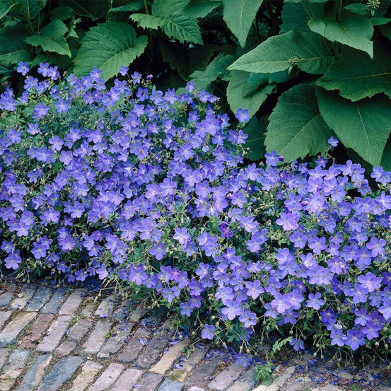Geranium johnsons blue - géranium vivace - fleurs bleues - rustique - hauteur 10-20 cm - pot 9x9 cm