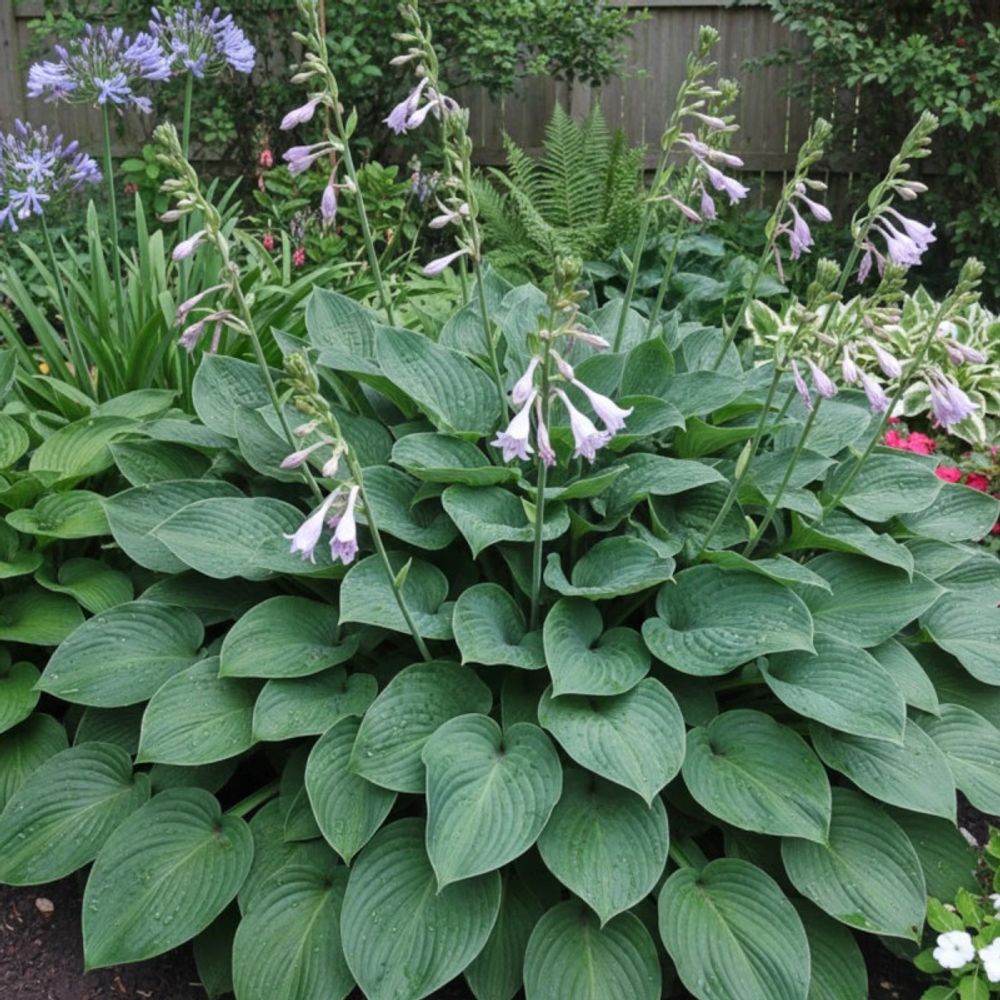 Hosta krossa regal lot de 3 godets