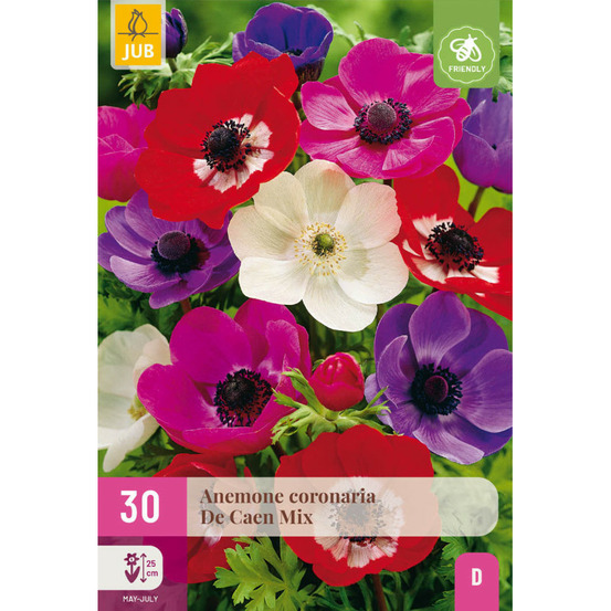 Melange de 30 anemones de caen rouge