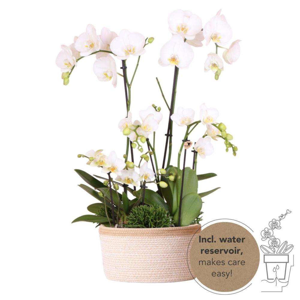 Plante d'intérieur - composition dans un panier en coton avec réservoir d'eau de 3 orchidées blanches et 3 rhipsalis 55cm